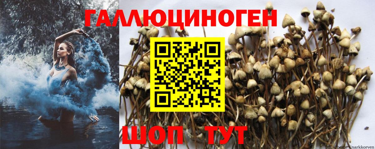 Псилоцибиновые грибы Psilocybine cubensis Нижний Тагил